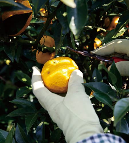 大分の山里から