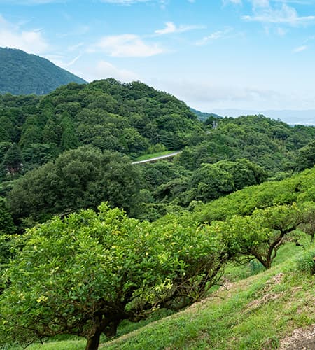 宮崎・大分の山里