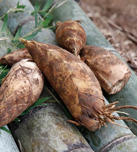 福岡県八女産 掘りたて山茹で筍