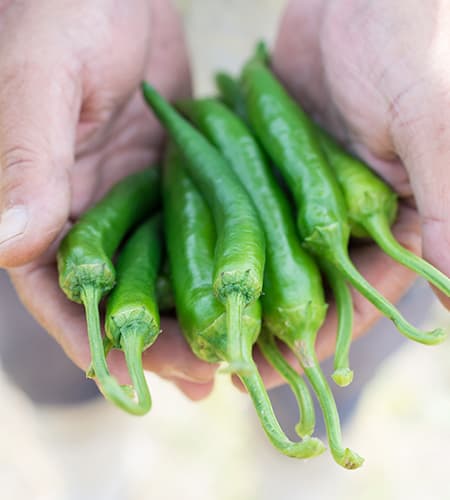 福岡県糟屋郡久山町産 青唐辛子