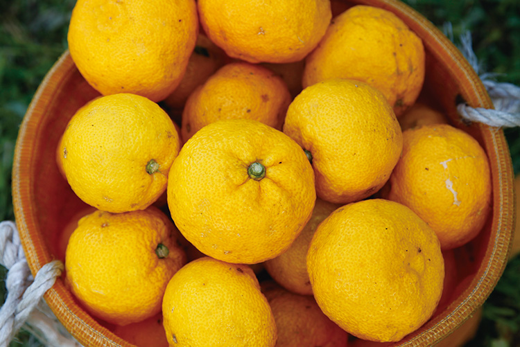 黄柚子イメージ