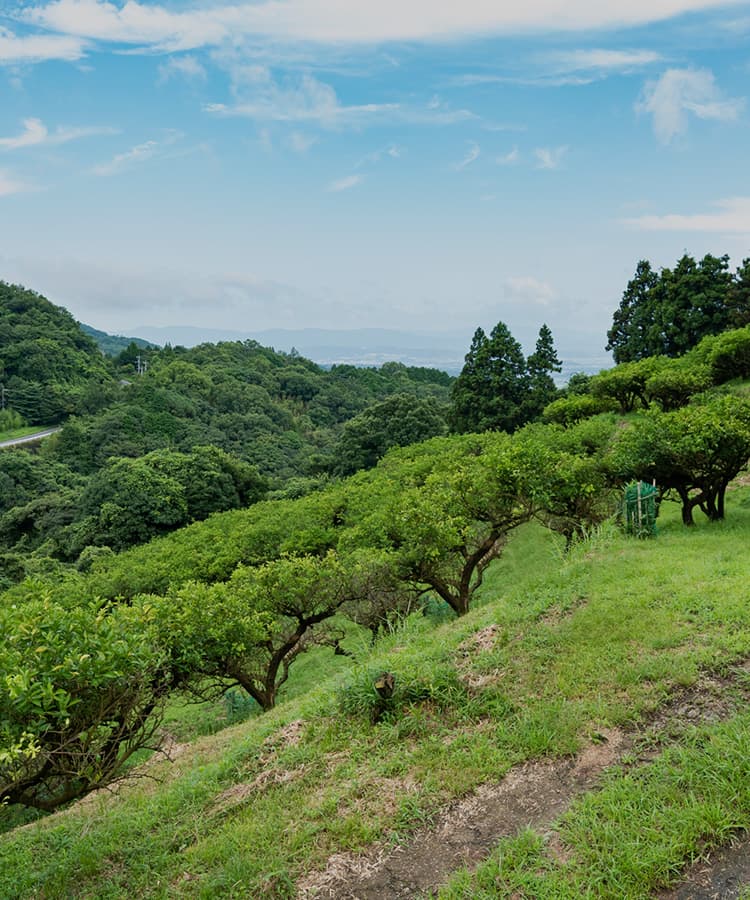 宮崎・大分の山里